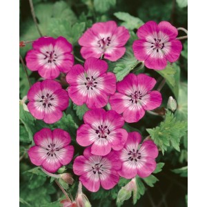 Nahaufnahme des blühenden Geranium Wallichianum 'Sweet Heidy' Storchschnabels im Topf.