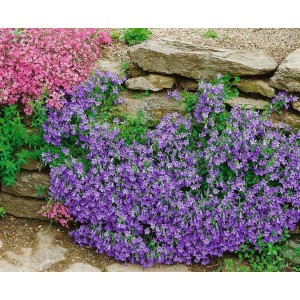 Blühende Polsterglockenblume 'Birch' mit violetten Blüten als Bodendecker im Garten.