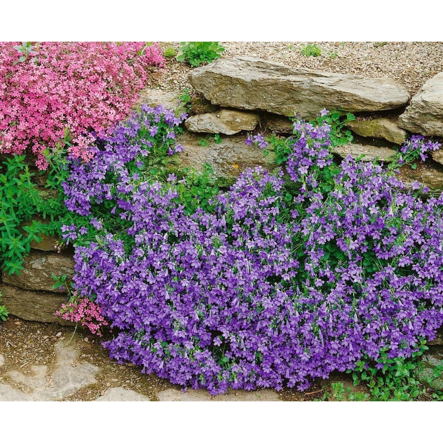 Campanula Portenschlagiana Birch Polsterglockenblume Ca. 9x9 cm Topf günstig online kaufen