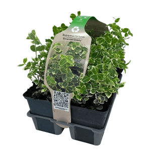 6er Pack Kriechspindel 'Emerald Gaiety' mit weiß-bunten Blättern im Topf.