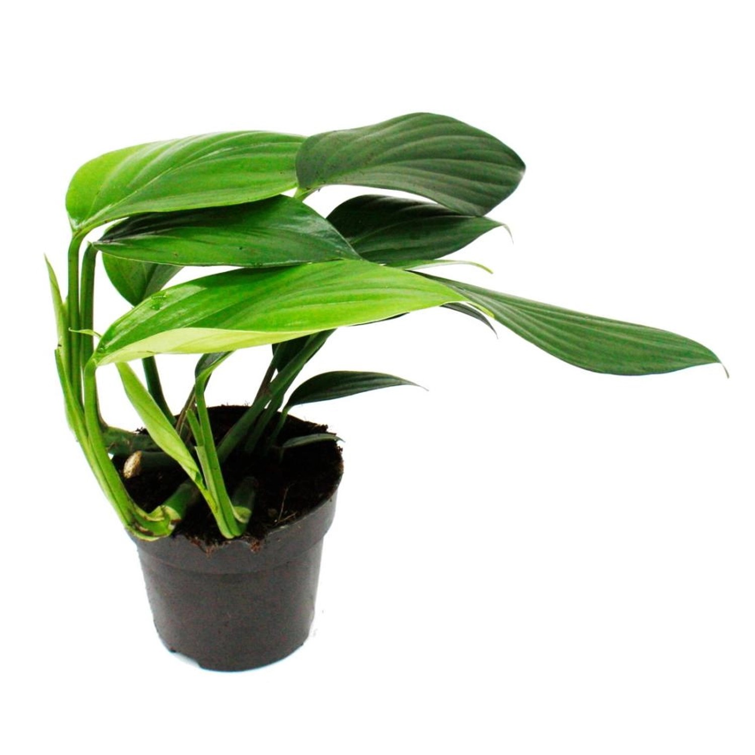 Exotenherz Philodendron Dragon Tail Rhaphidophora Decursiva Drachenschwanz günstig online kaufen