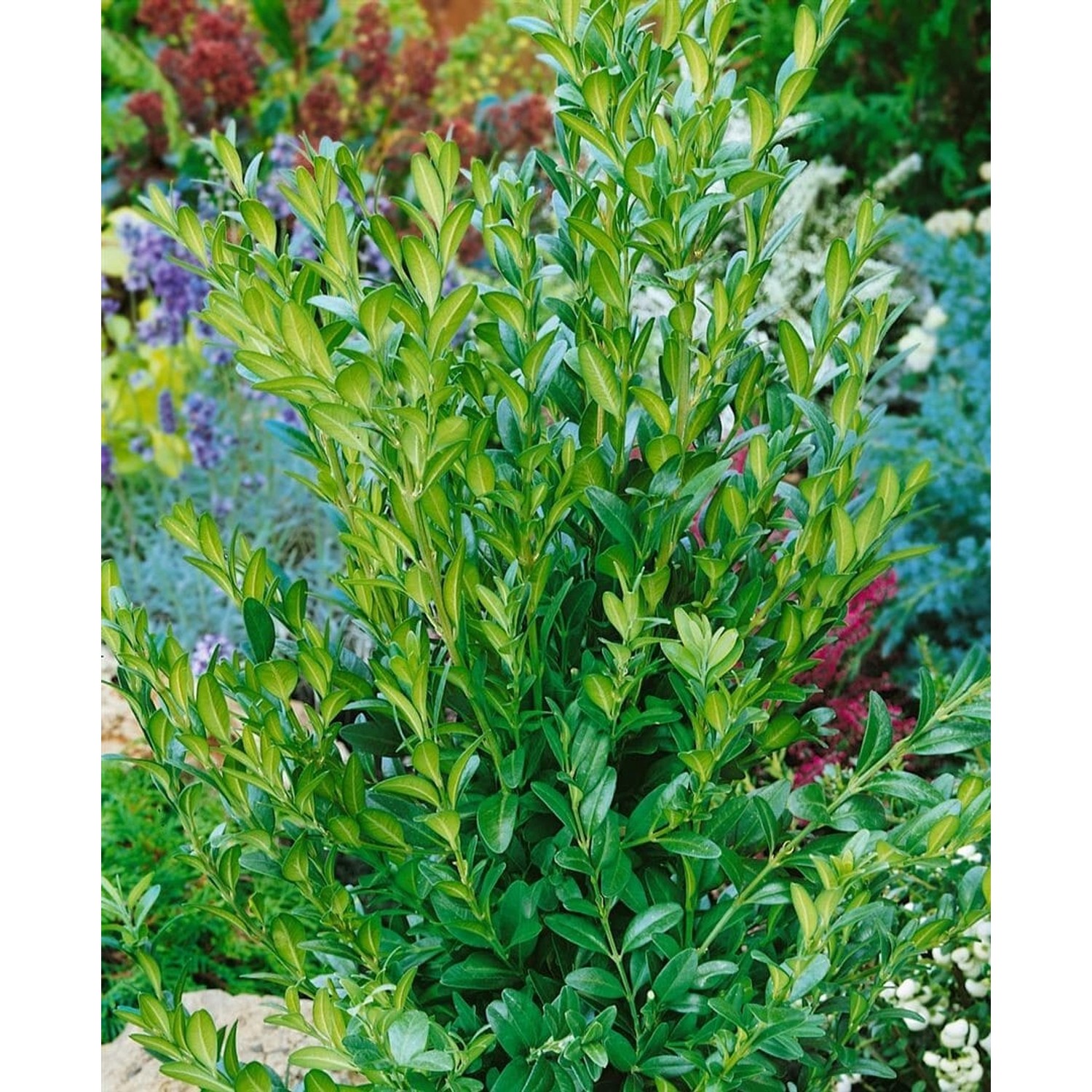 Buxus sempervirens 'Raket' 40-50 cm günstig online kaufen