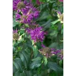 Violette Monarda Fistulosa 'Prärienacht' (Wilde Bergamotte) im Topf, Nahaufnahme der Blüten.