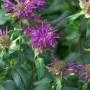 Violette Monarda Fistulosa 'Prärienacht' (Wilde Bergamotte) im Topf, Nahaufnahme der Blüten.