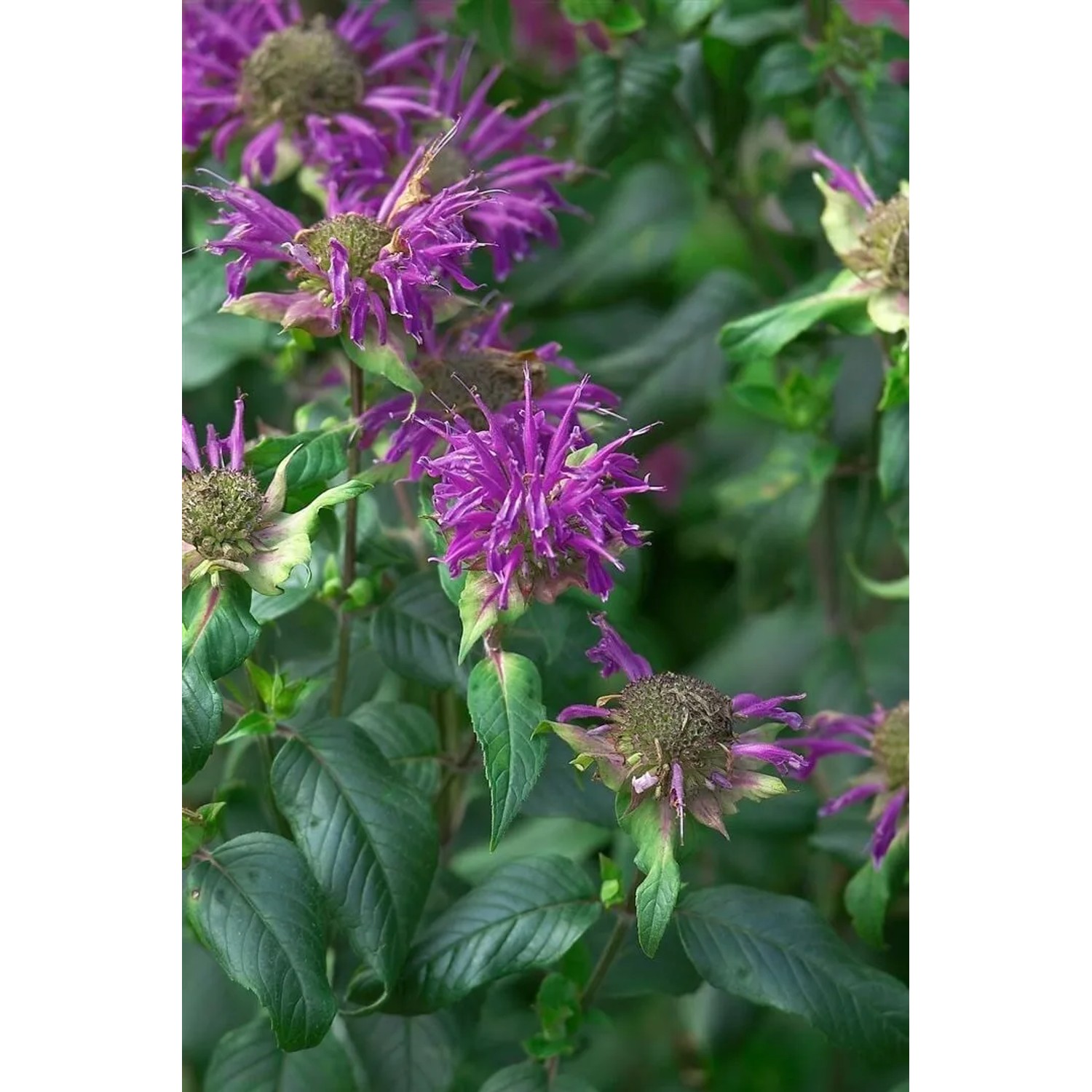 Violette Monarda Fistulosa 'Prärienacht' (Wilde Bergamotte) im Topf, Nahaufnahme der Blüten.