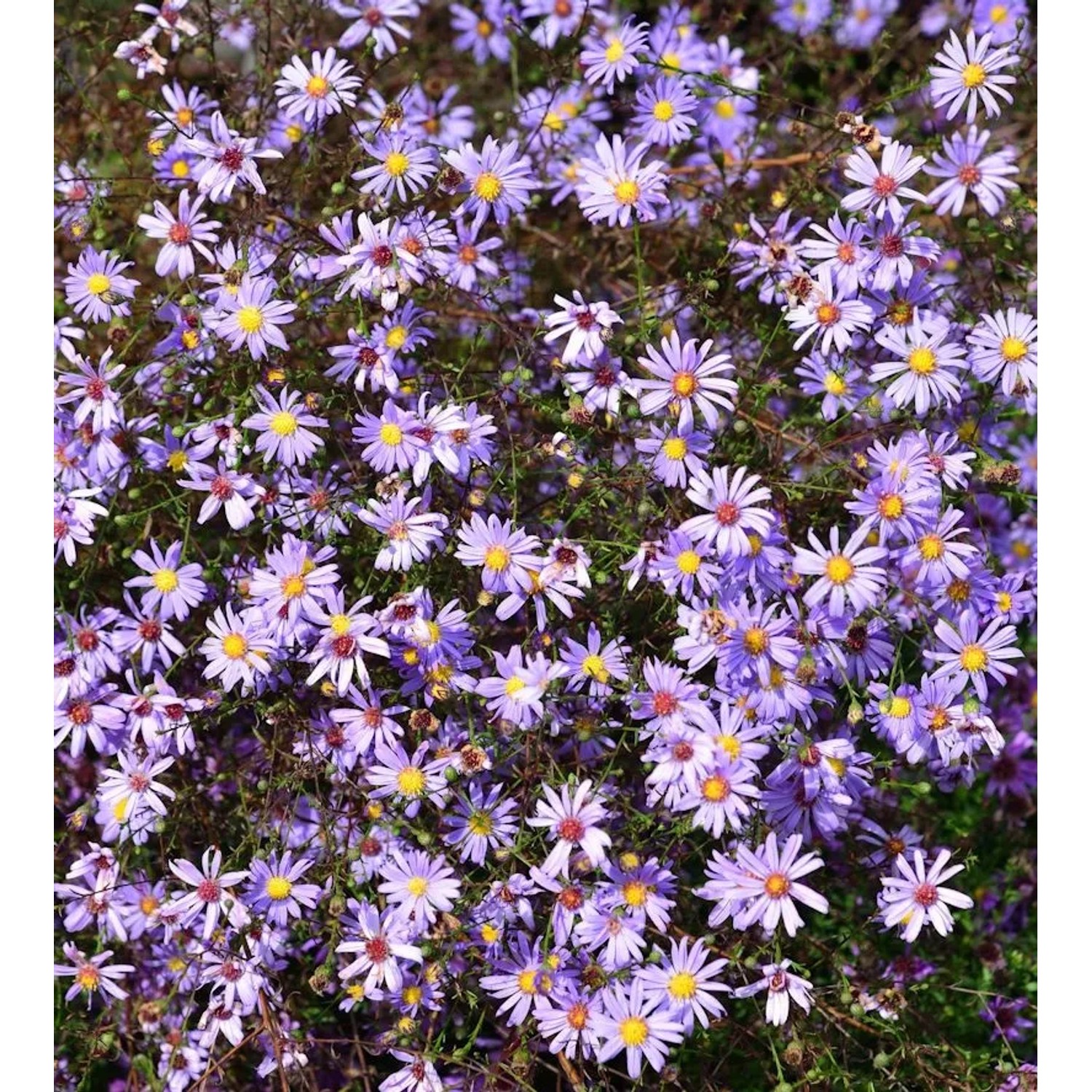 Prärie Aster - Aster turbinellus