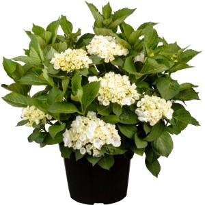 GROW by OBI Bauernhortensie Weiß ca. 30 - 50cm Topf ca 5 l Hydrangea macrophylla