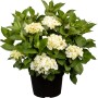Weiße Bauernhortensie im Topf, ca. 30-50cm hoch. Hydrangea macrophylla mit üppigen Blüten.