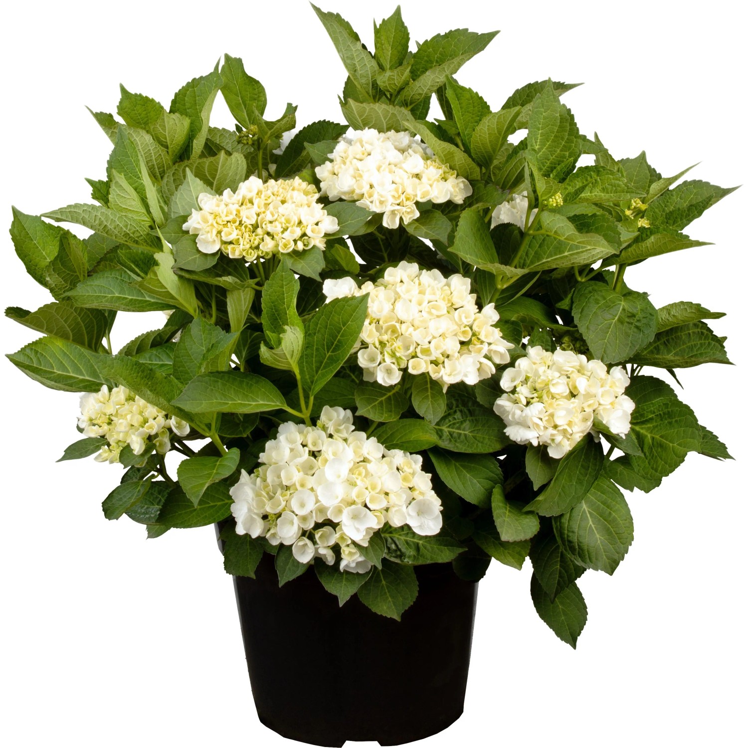 GROW by OBI Bauernhortensie Weiß ca. 30 - 50cm Topf ca 5, Hydrangea macrophylla