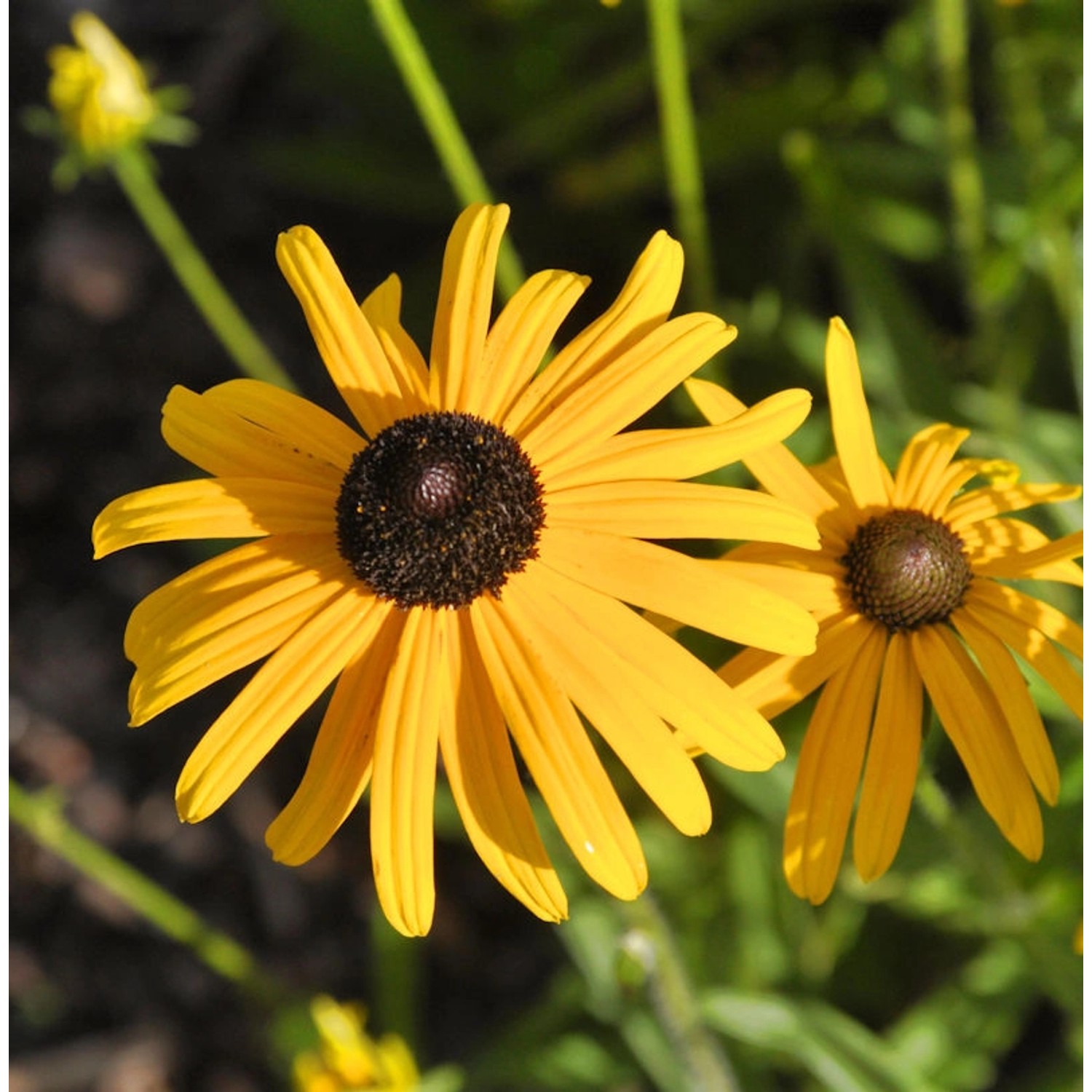 Sonnenhut Speciosa - Rudbeckia fulgida günstig online kaufen