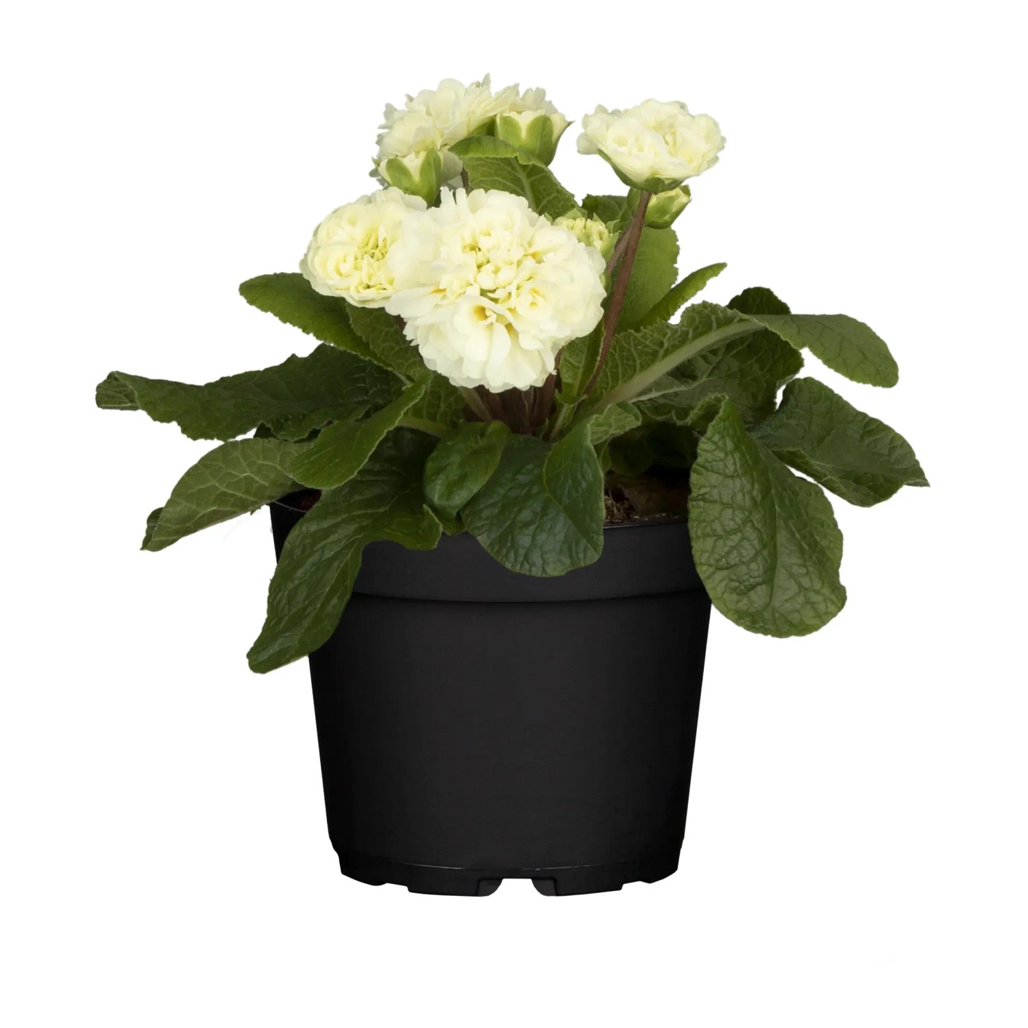 Image of Rosenprimel Belarina Cremeweiss Topf-Ø ca. 9 cm Primula Hybride