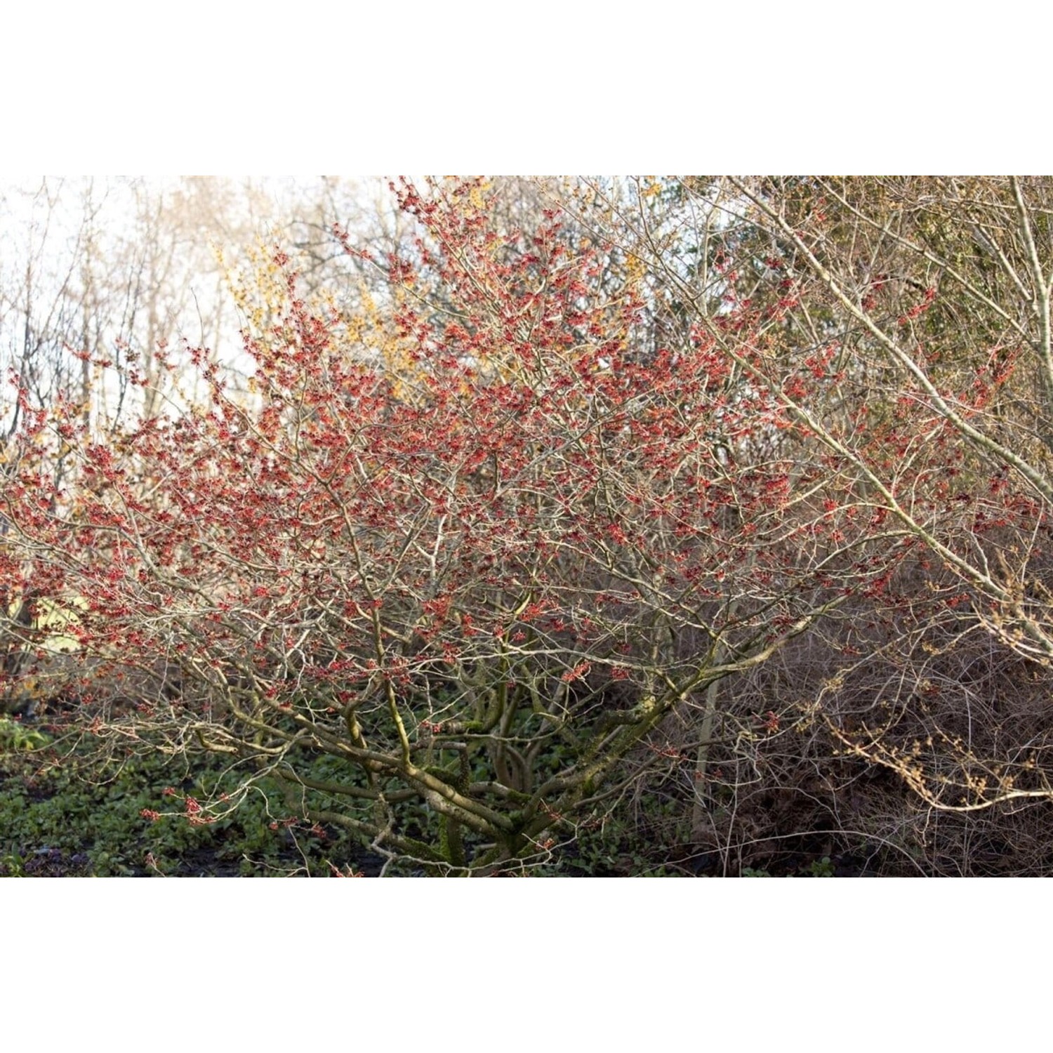 Hamamelis Intermedia Feuerzauber Zaubernuss Leuchtend Rot 100–125 cm günstig online kaufen