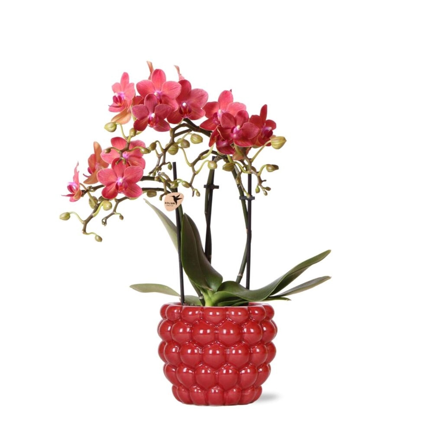 Kolibri Orchids Rote Phalaenopsis Orchidee Kongo & Beeren Ziertopf Topfgröße 9cm 40cm Hoch