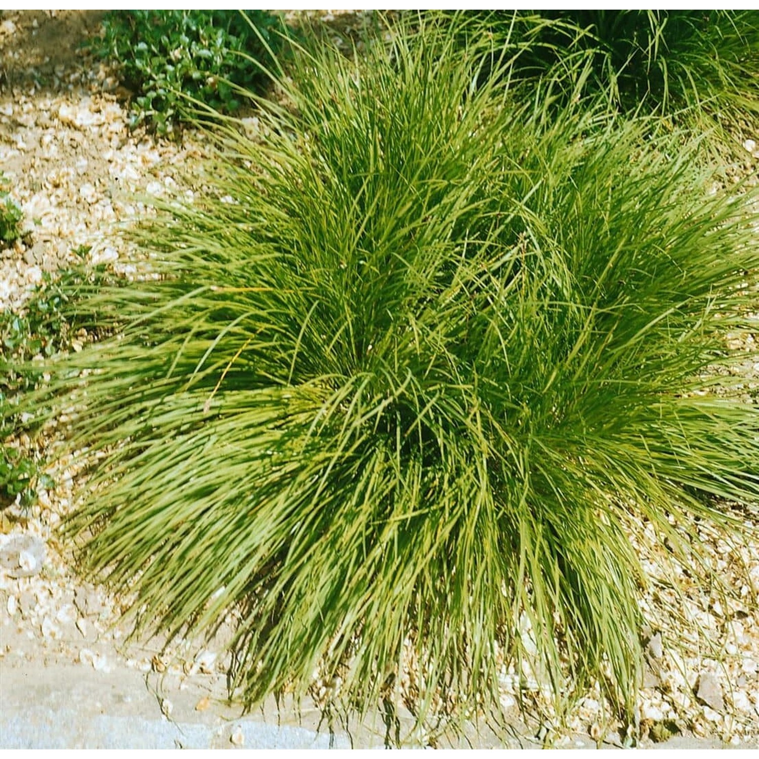 Carex Umbrosa Ca. 9x9 cm Topf Schattenverträglich günstig online kaufen