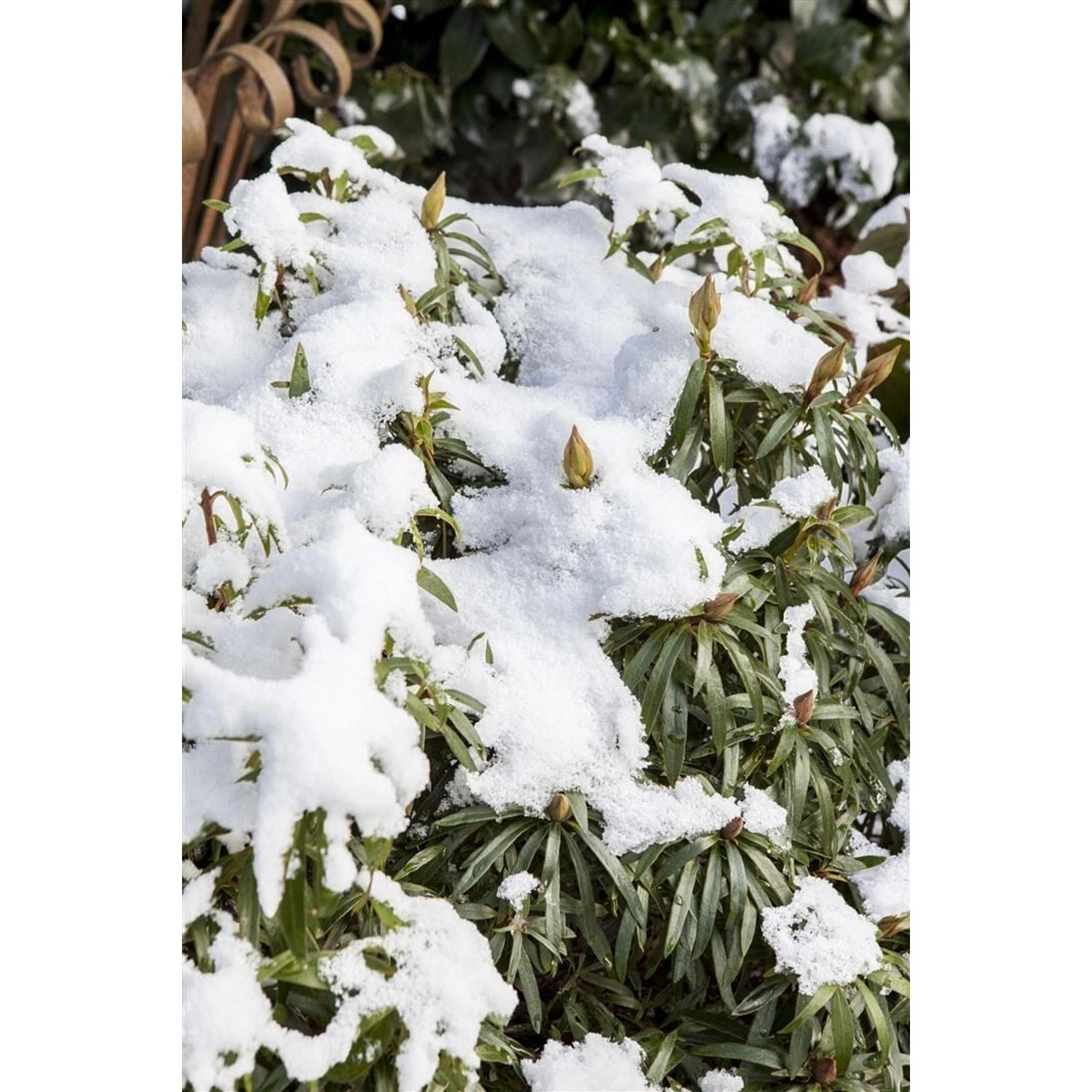 Rhododendron Ponticum Graziella Rhododendron 50–60 cm Rosa Blüten günstig online kaufen
