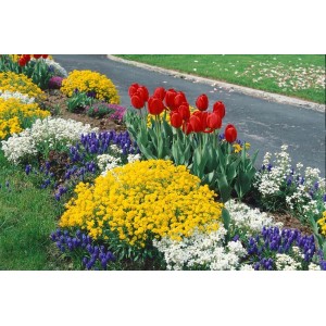 Blühendes Steinkraut 'Goldkugel' (Alyssum Saxatile) mit gelben Blüten im Beet.