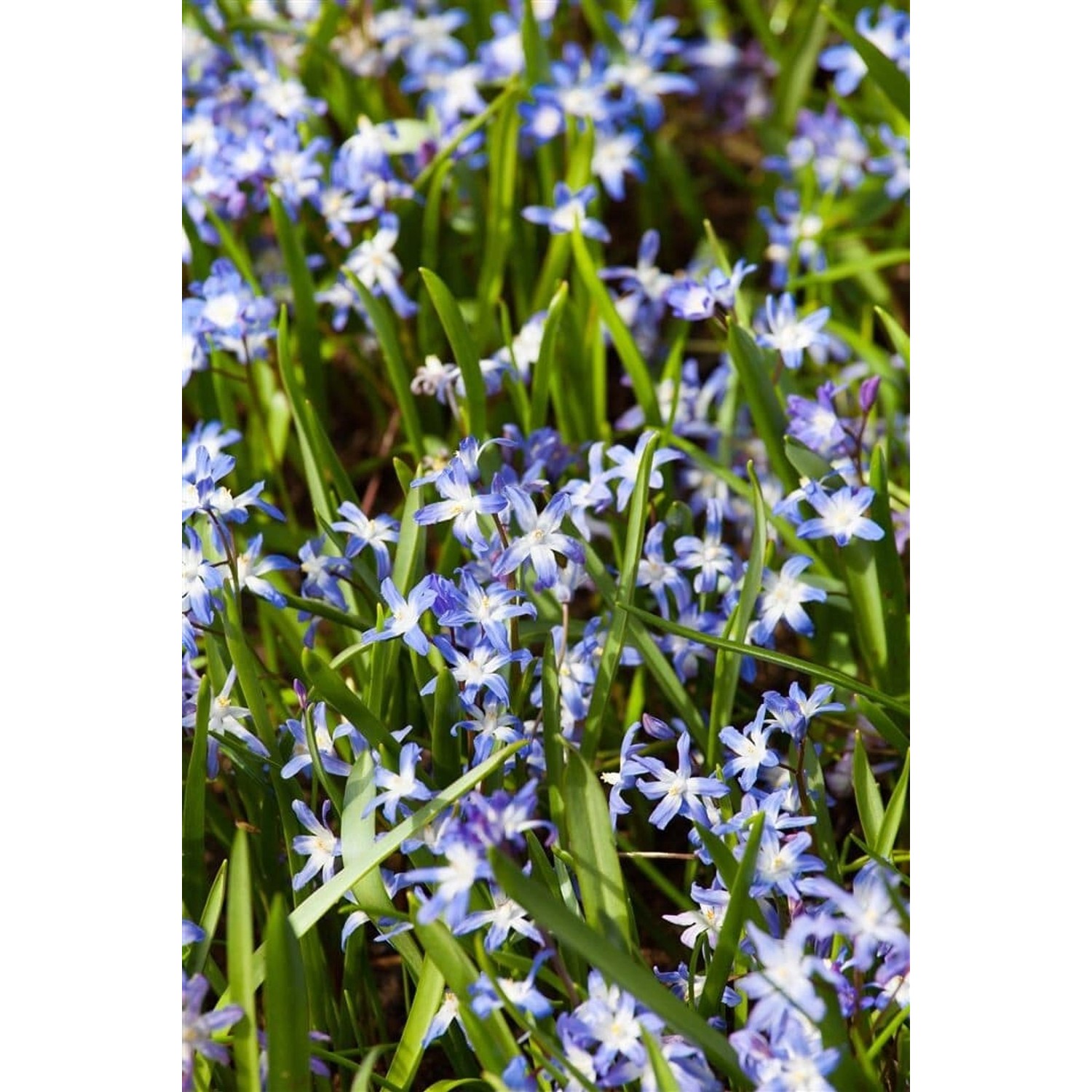 Chionodoxa Forbesii Schneeglanz Ca. 9x9 cm Topf günstig online kaufen