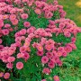 Rosa Glattblattaster 'Patricia Ballard' im 9x9 cm Topf, blühende Staude für sonnige Standorte.