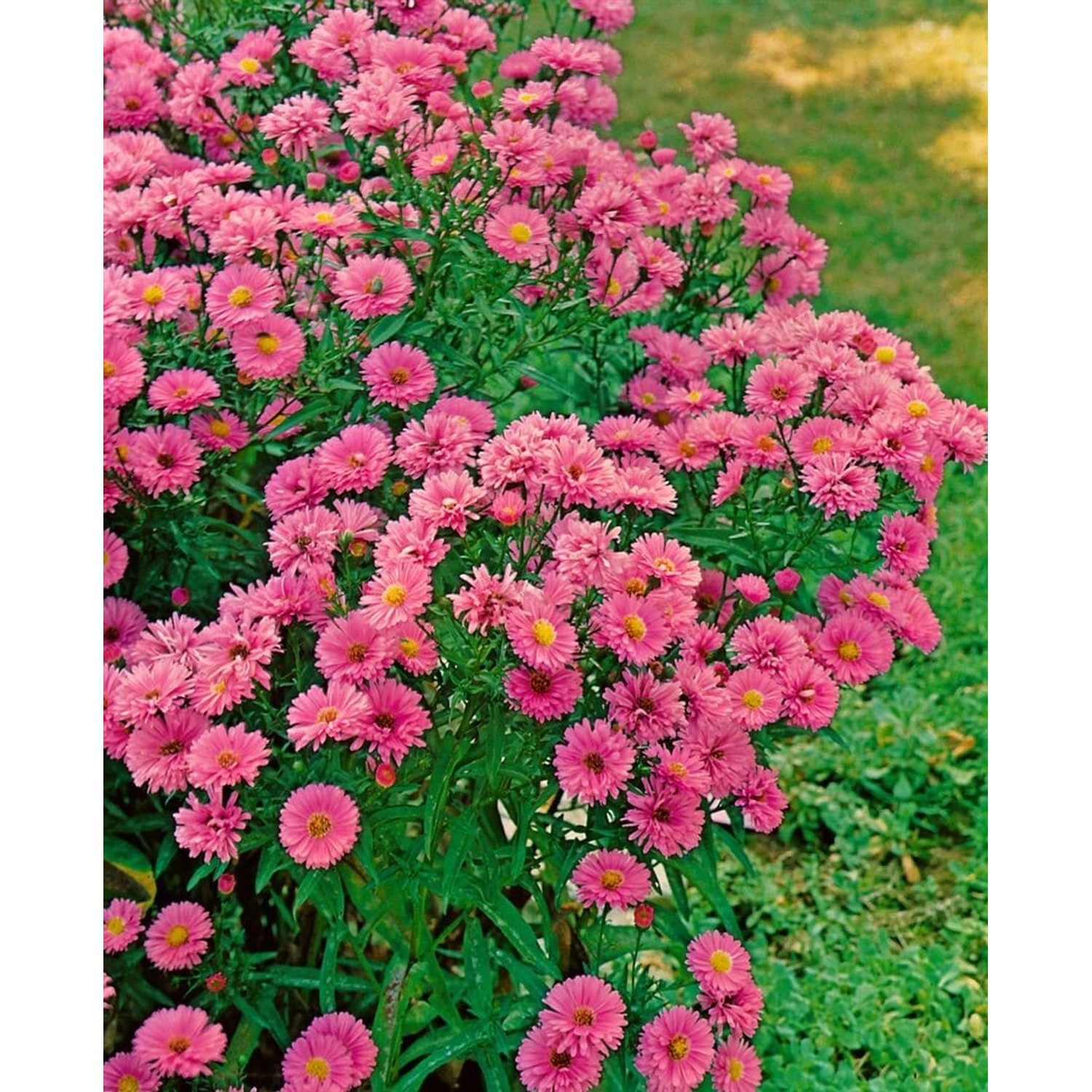 Rosa Glattblattaster 'Patricia Ballard' im 9x9 cm Topf, blühende Staude für sonnige Standorte.