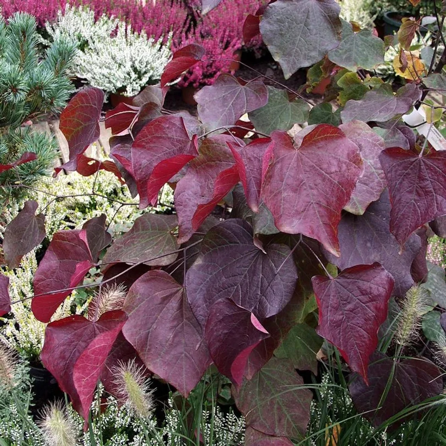 Kanadischer Judasbaum Garden Gems Amethyst 125-150cm - Cercis canadensis