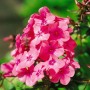 Nahaufnahme der leuchtend pinken Phlox Flammenblume Anja im Topf, eine farbenfrohe Staude für den Garten.