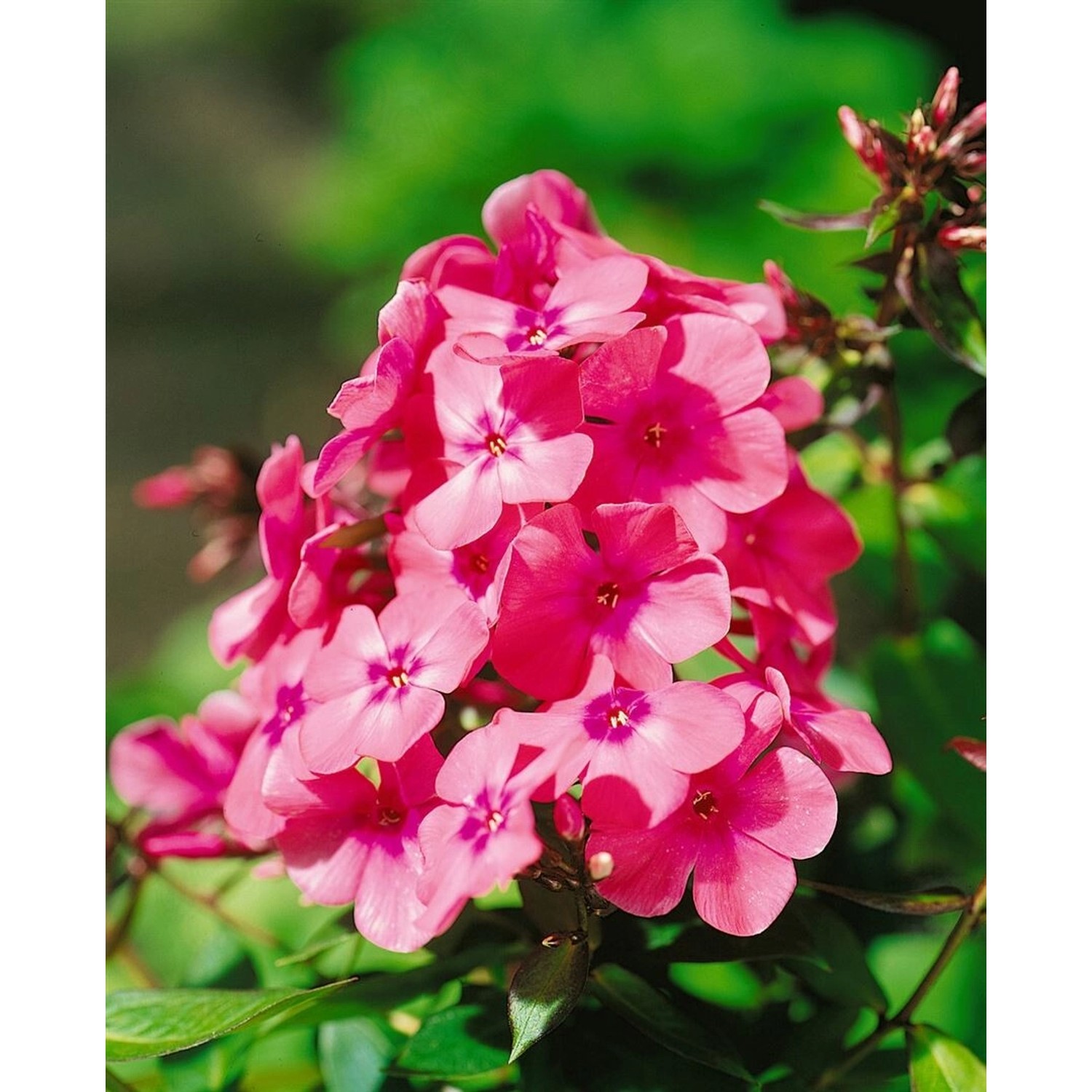 Phlox X Arendsii Anja Flammenblume Ca. 11x11 cm Topf günstig online kaufen