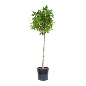 Purpur-Magnolie Susan im Topf, ca. 100 cm hoch. Ideal für Garten & Vorgarten.