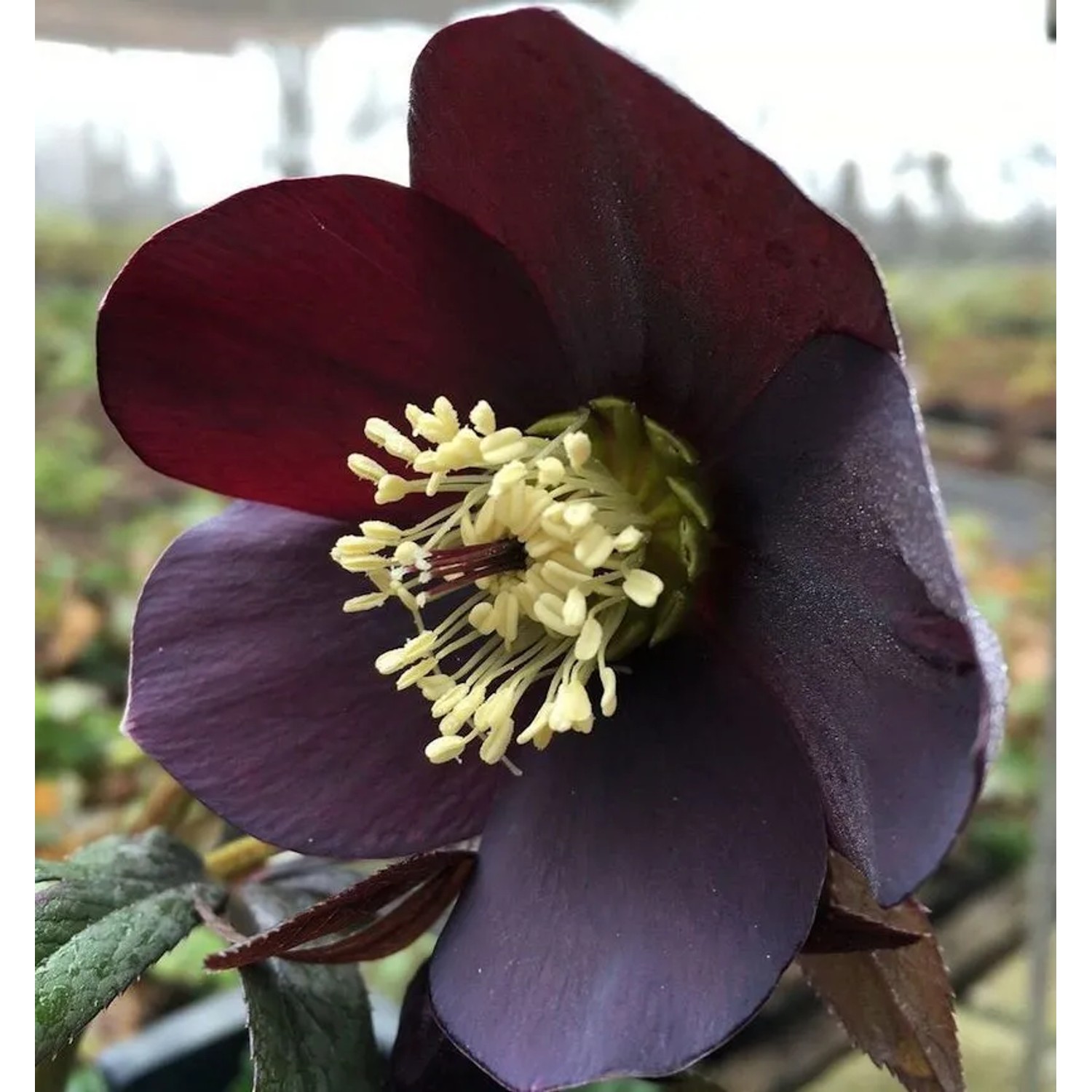 Christrose Lenzrose Ballard - Helleborus orientalis