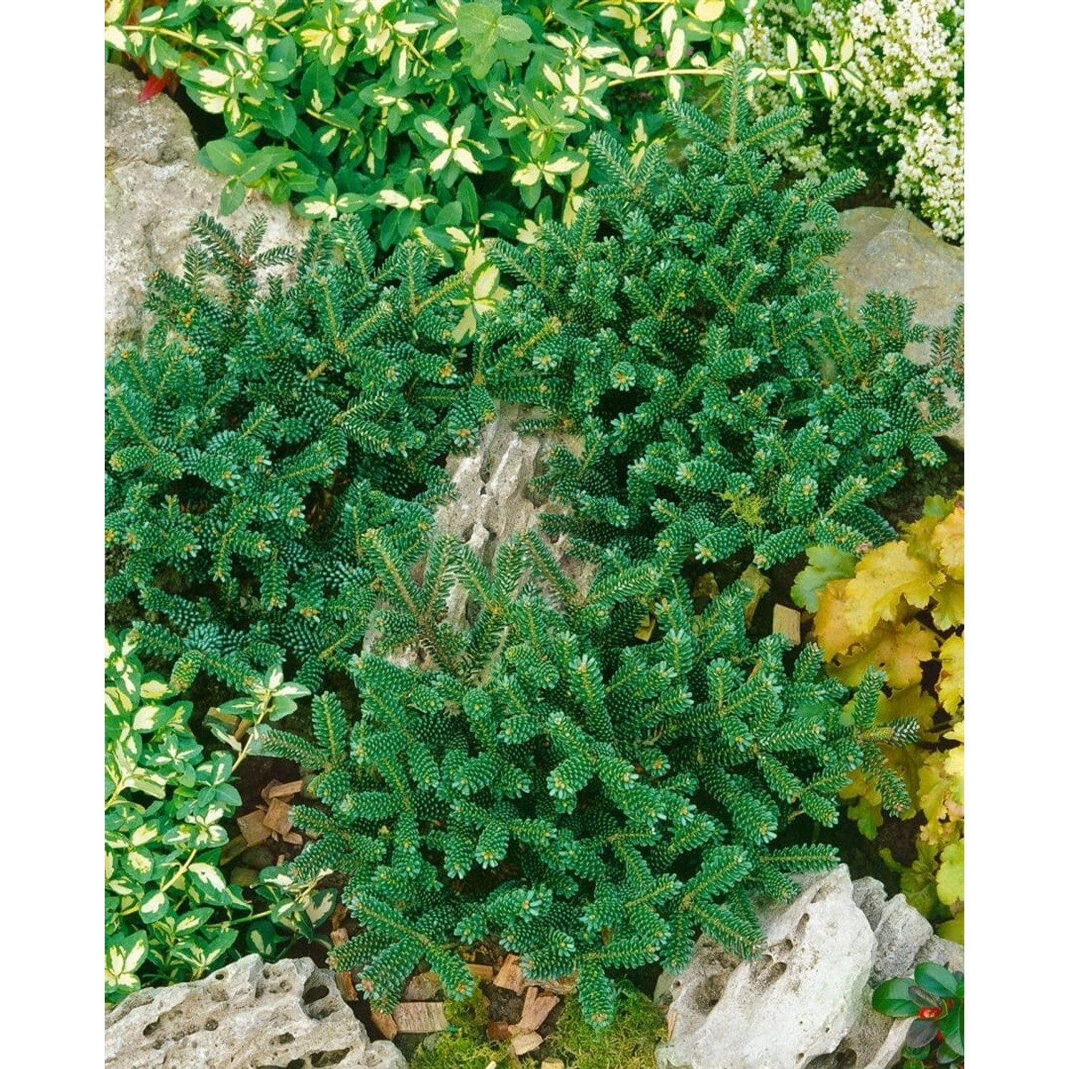 Abies Koreana Oberon Koreanische Tanne Kompakt 20–30 cm günstig online kaufen