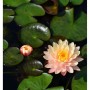 Blassrosa Seerose 'Paul Hariot' (Nymphaea) mit gelber Mitte und grünen Blättern im Wasser.