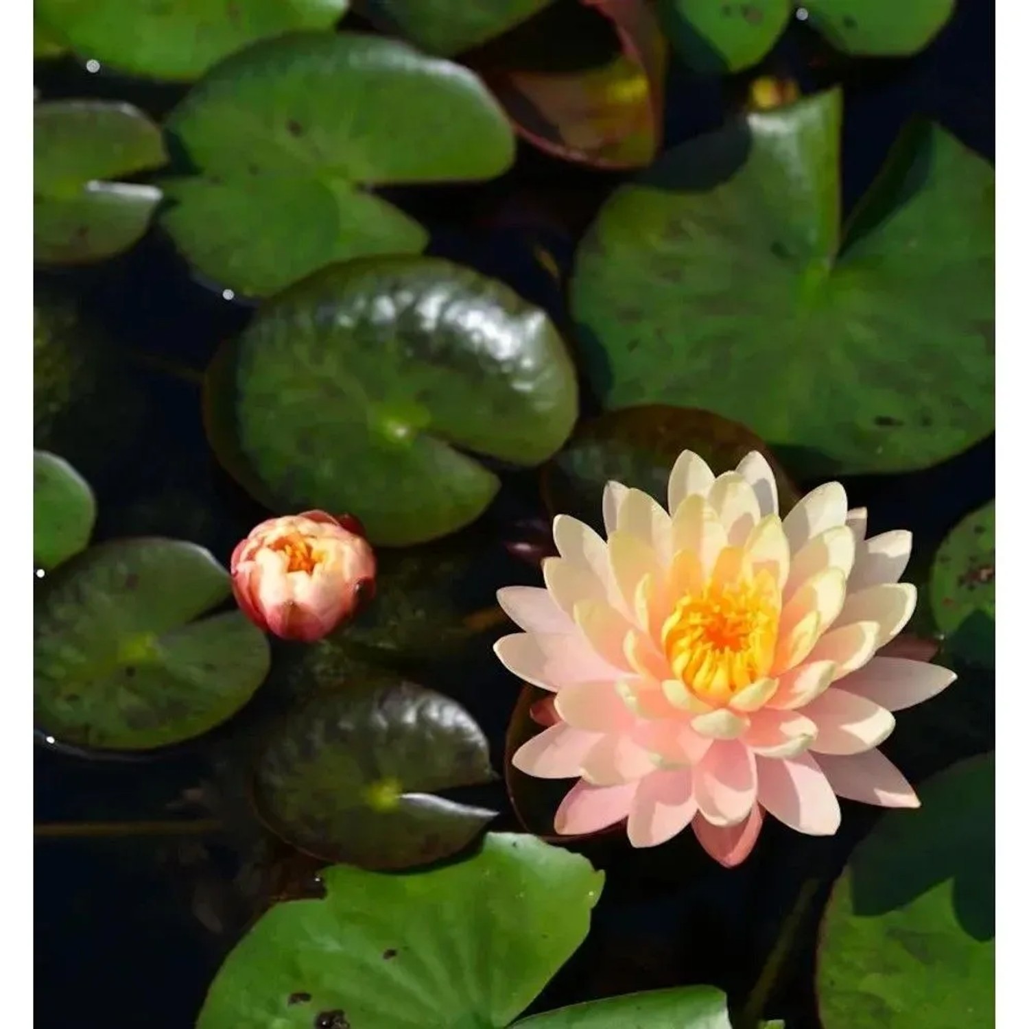 Blassrosa Seerose 'Paul Hariot' (Nymphaea) mit gelber Mitte und grünen Blättern im Wasser.