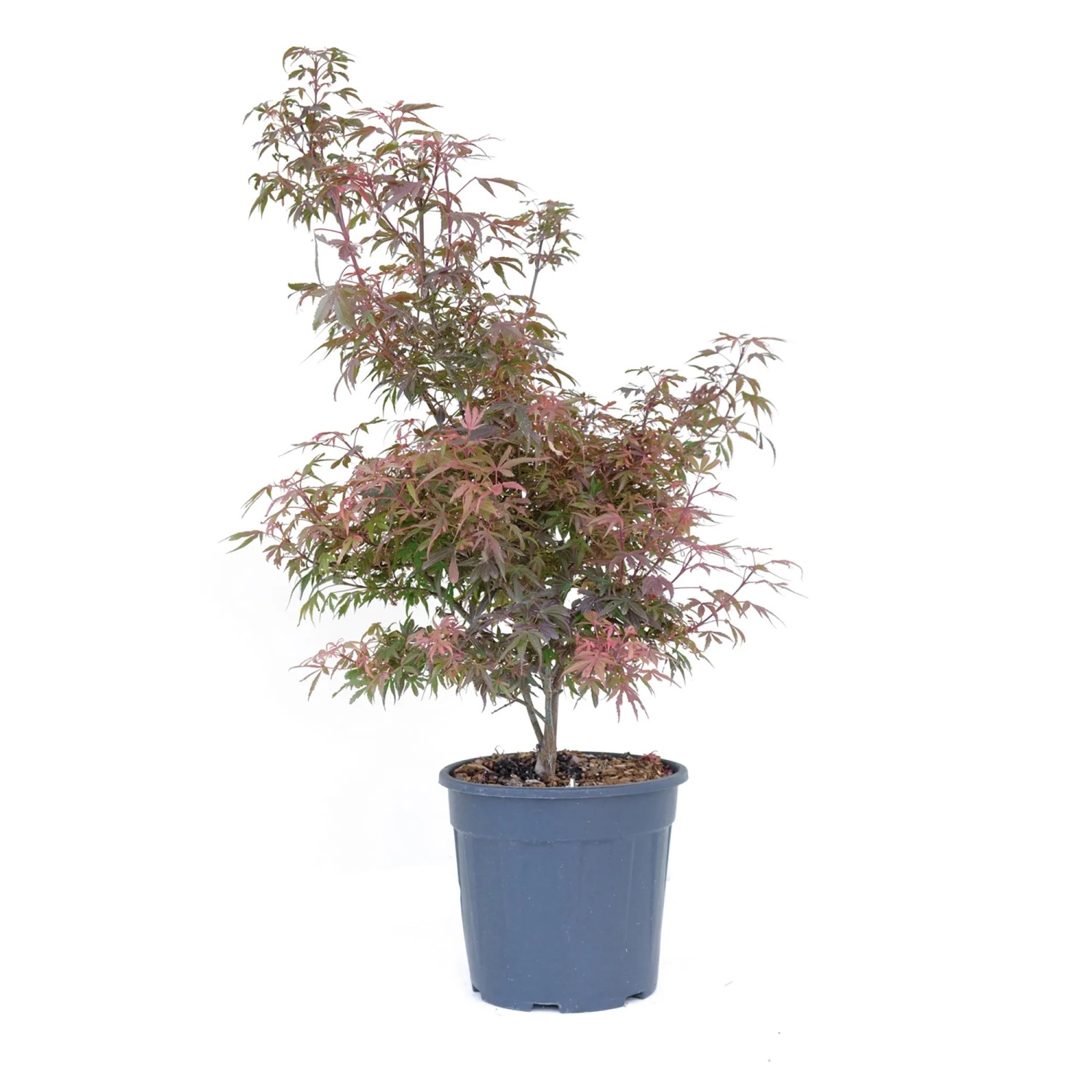 GROW by OBI Ahorn Höhe ca. 80 cm Topf ca. 10 l Acer palmatum Shaina