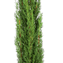 Säulen-Zypresse Totem im Topf, ca. 80 cm hoch, immergrüne Solitärpflanze von GROW by OBI.