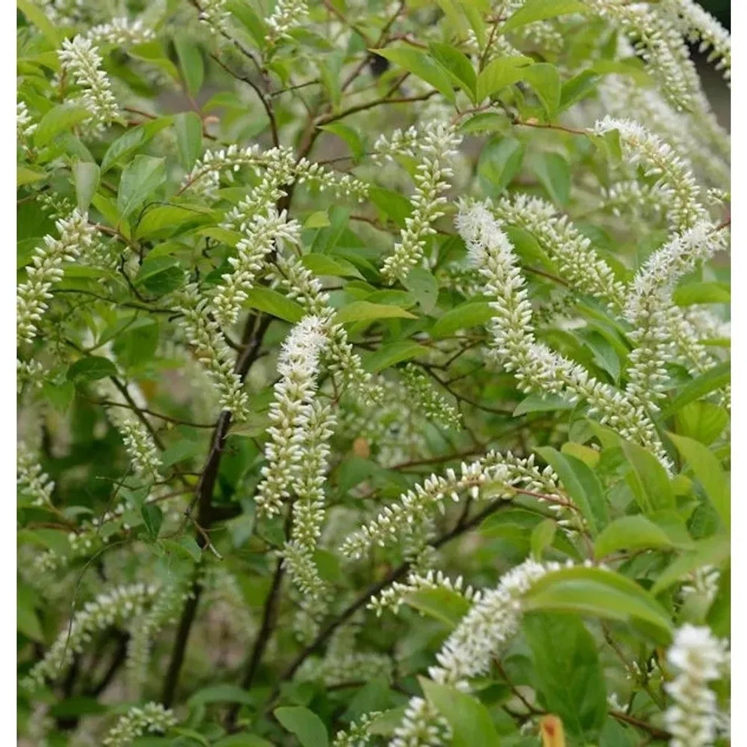 Rosmarinweide Henrys Garnet 30-40cm - Itea virginica