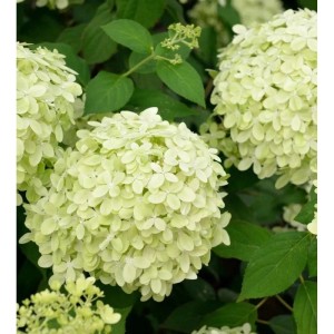 Rispenhortensie Little Fresco 40-60cm - Hydrangea paniculata