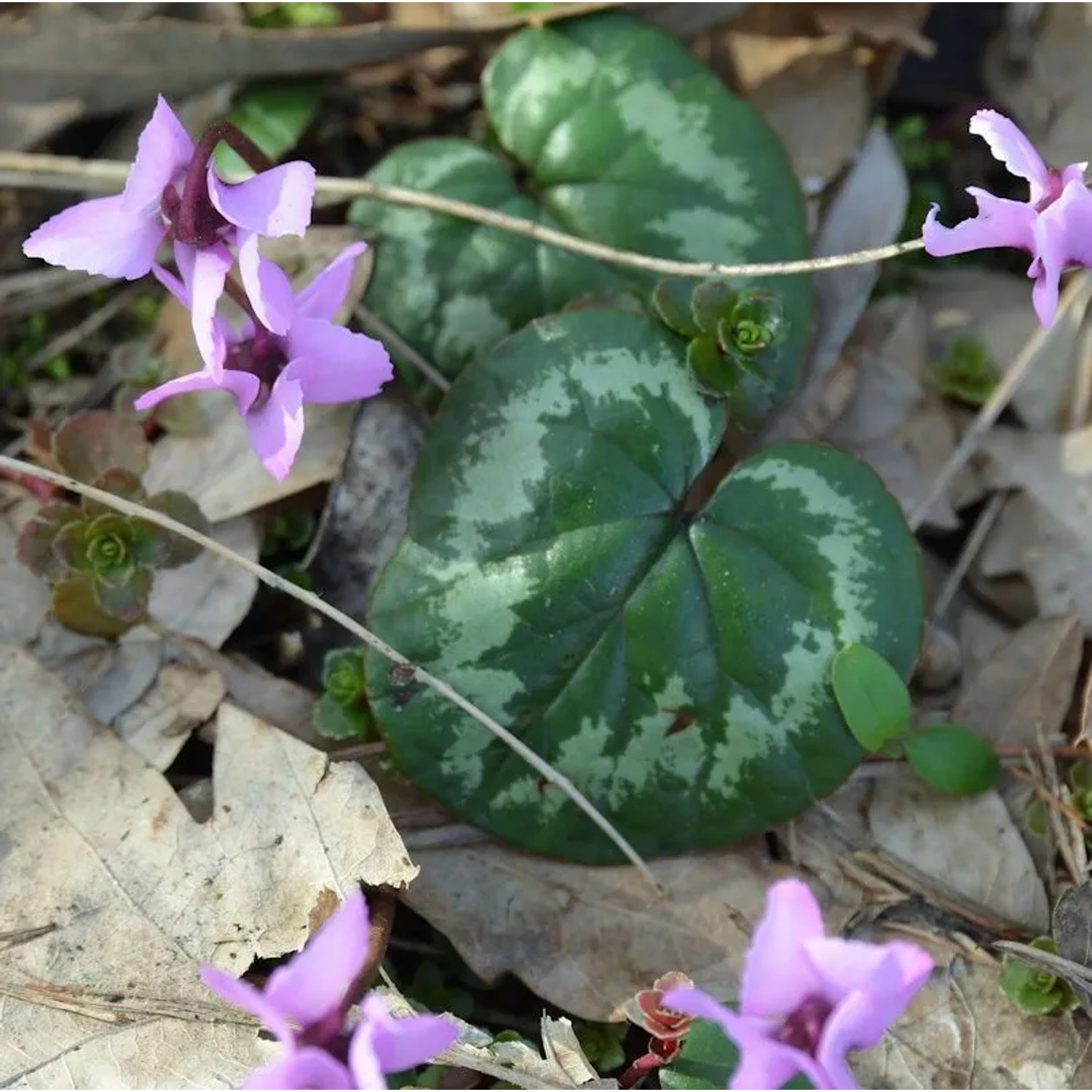 Frühlings-Alpenveilchen - Cyclamen coum