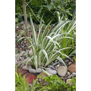 Acorus Calamus Kalmus Staude mit grün-weißen Blättern im 9x9 cm Topf, ideal für den Gartenteich.