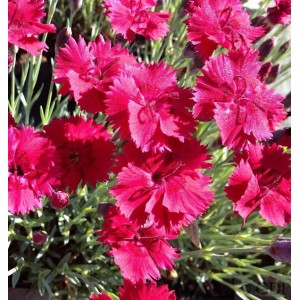 Nahaufnahme der leuchtend pinkfarbenen Blüten der Pfingstnelke Badenia (Dianthus gratianopolitanus).