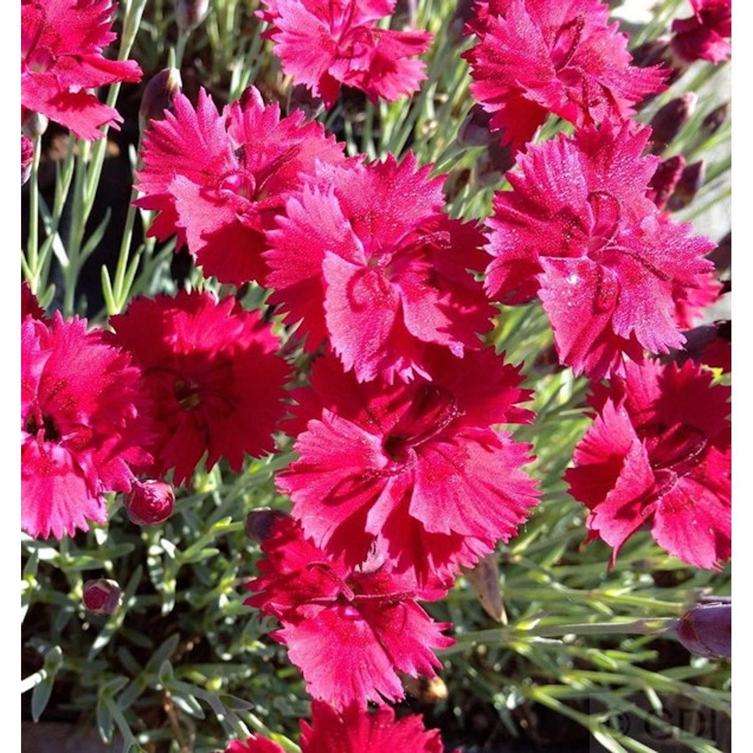 Pfingstnelke Badenia - Dianthus gratianopolitanus günstig online kaufen