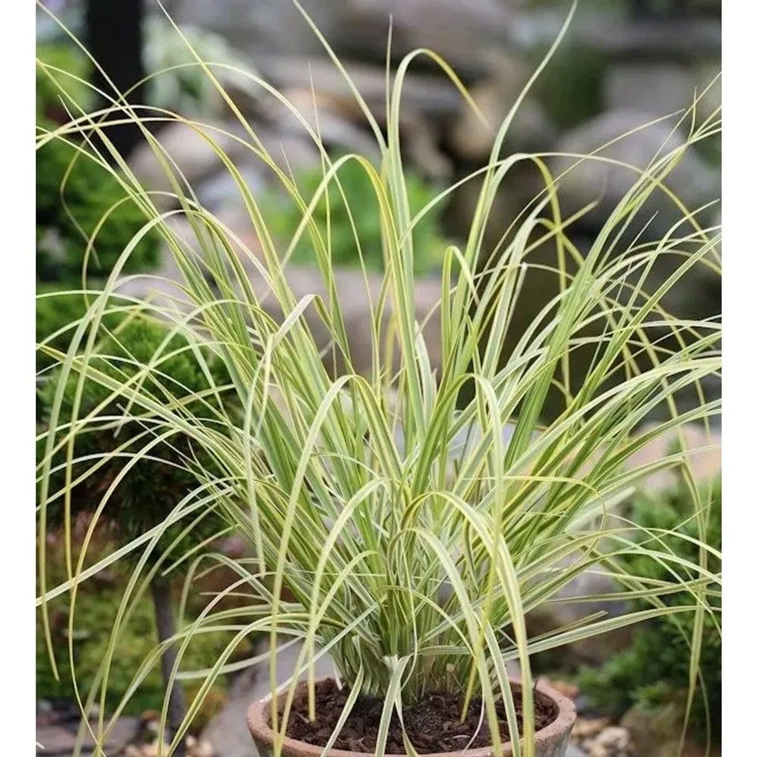 Pampasgras Golden Comet - XXXL Topf - Cortaderia selloana