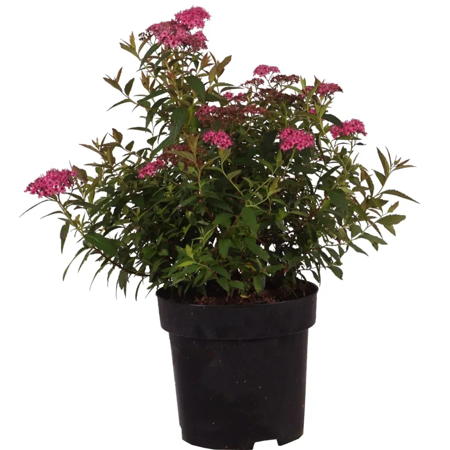 GROW by OBI Rote Sommerspiere Anthony Waterer H ca. 30-40cm Topf ca.2,8l Spiraea