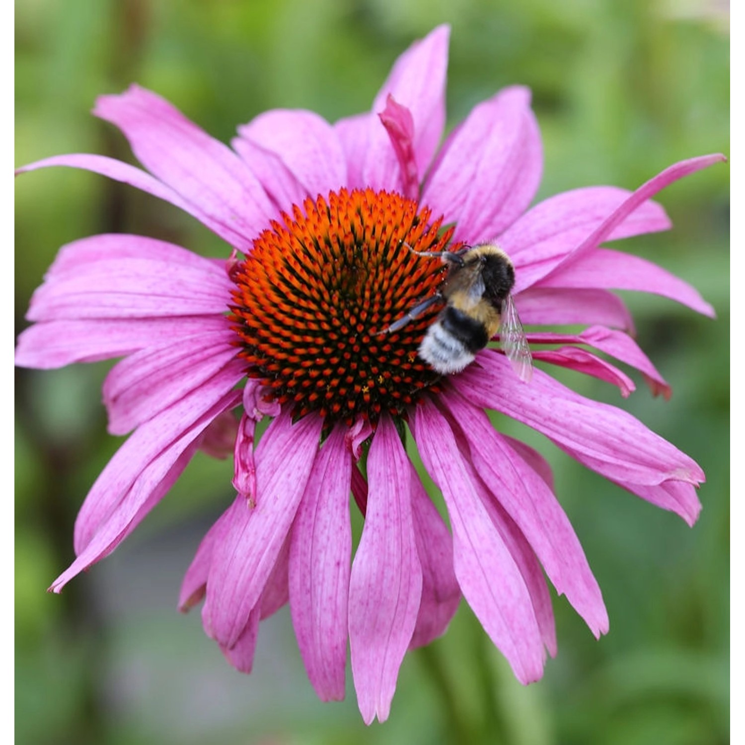 Sonnenhut Magnus Superior - Echinacea purpurea günstig online kaufen