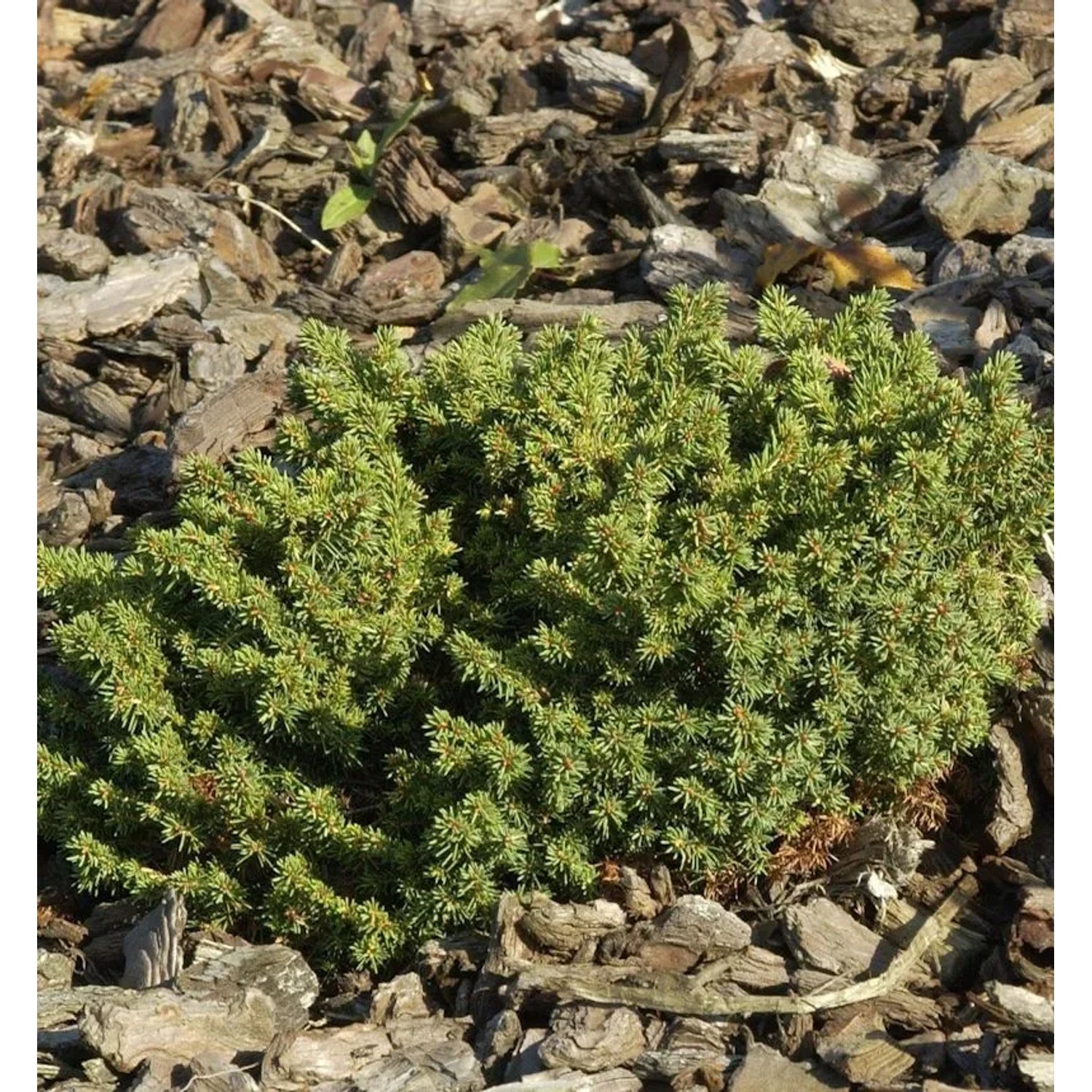 Nestfichte Kissenfichte Little Gem 10-15cm - Picea abies