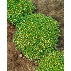 Buschiger Zitronenthymian 'Bertram Anderson' im 9x9 cm Topf. Goldgelbe Blätter, ideal als Bodendecker.