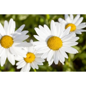 Nahaufnahme von Wiesenmargeriten (Leucanthemum Vulgare) mit weißen Blüten und gelber Mitte.