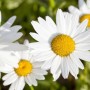 Nahaufnahme von Wiesenmargeriten (Leucanthemum Vulgare) mit weißen Blüten und gelber Mitte.