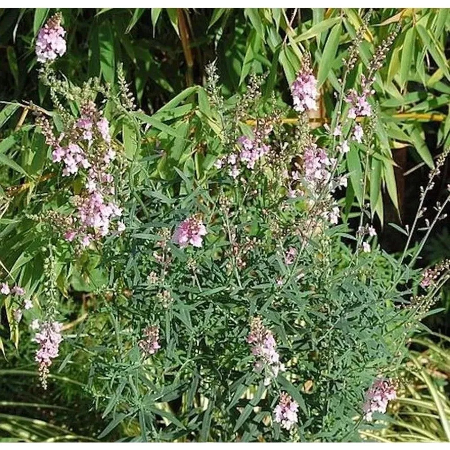Italienisches Leinkraut Canon J. Want Staude mit zartrosa Blüten.