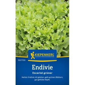 Kiepenkerl Endivie 'Escariol grüner': Frischer, grüner Salat mit gezackten Blättern.