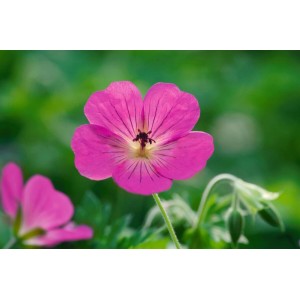 Nahaufnahme einer leuchtend rosa Geranium Wallichianum Pink Penny Staude.