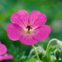 Nahaufnahme einer leuchtend rosa Geranium Wallichianum Pink Penny Staude.
